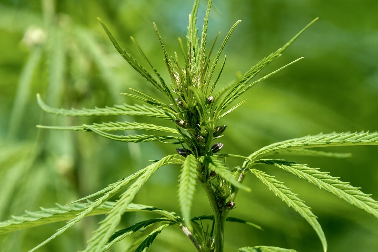 hemp plant